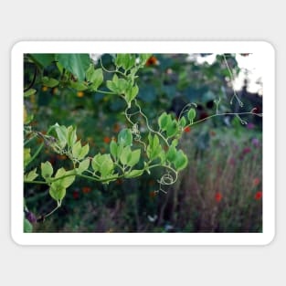 Twist and Turn - Climbing Plant in Summer Sticker